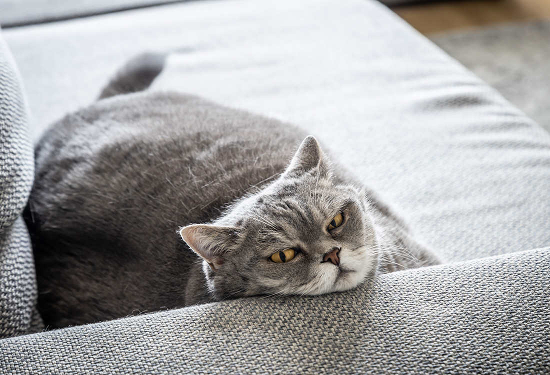 猫 糖尿病