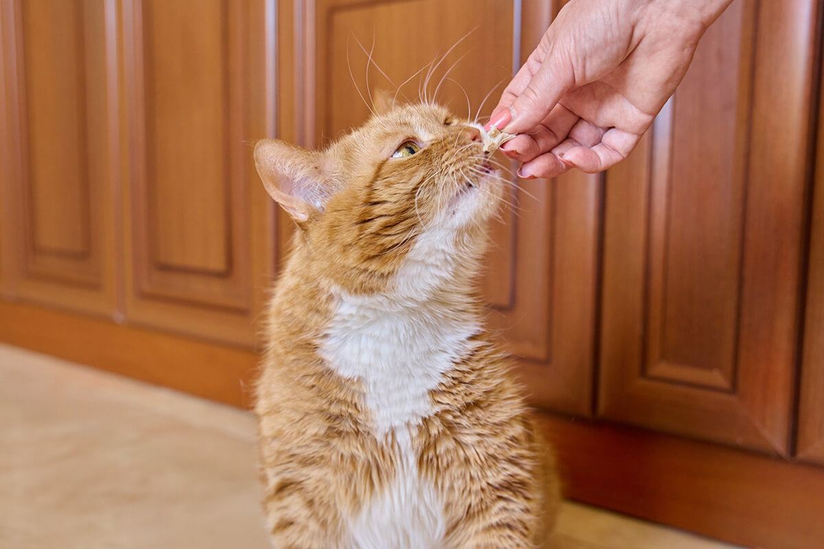猫に療法食を与えるときの注意点
