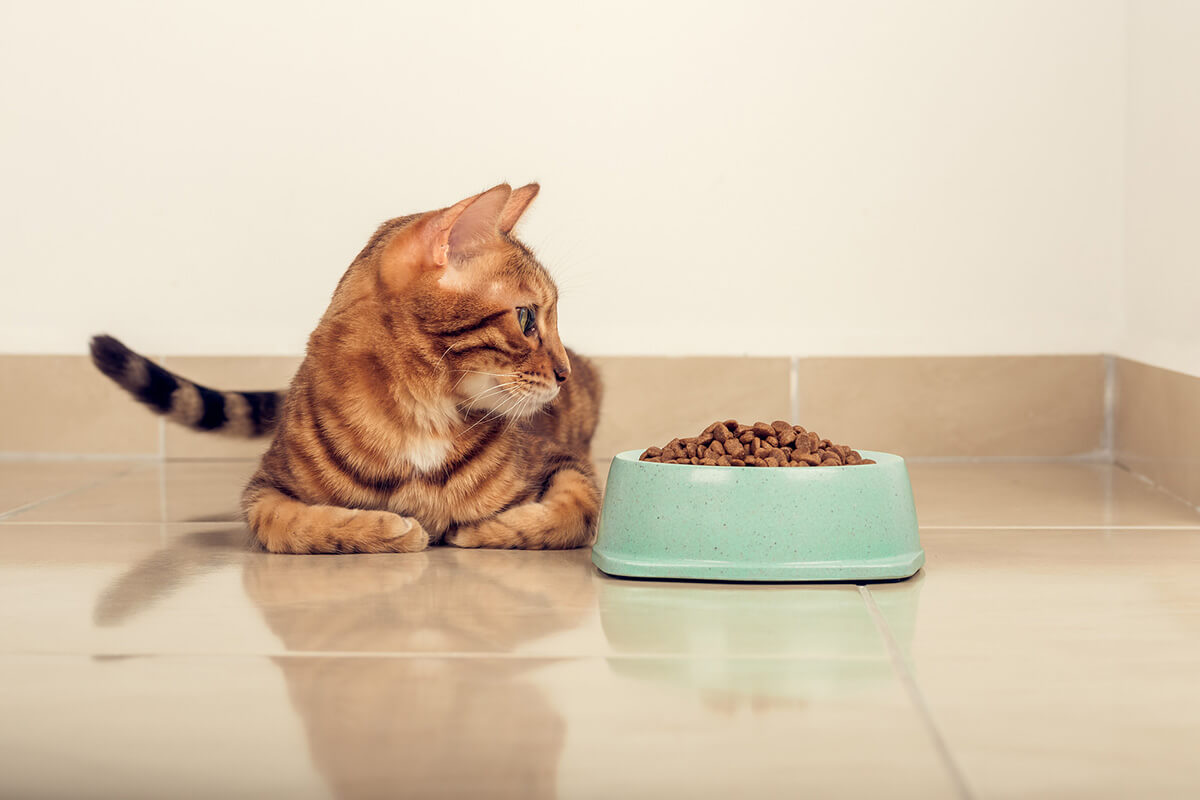 猫が療法食を食べないときの対処法5選