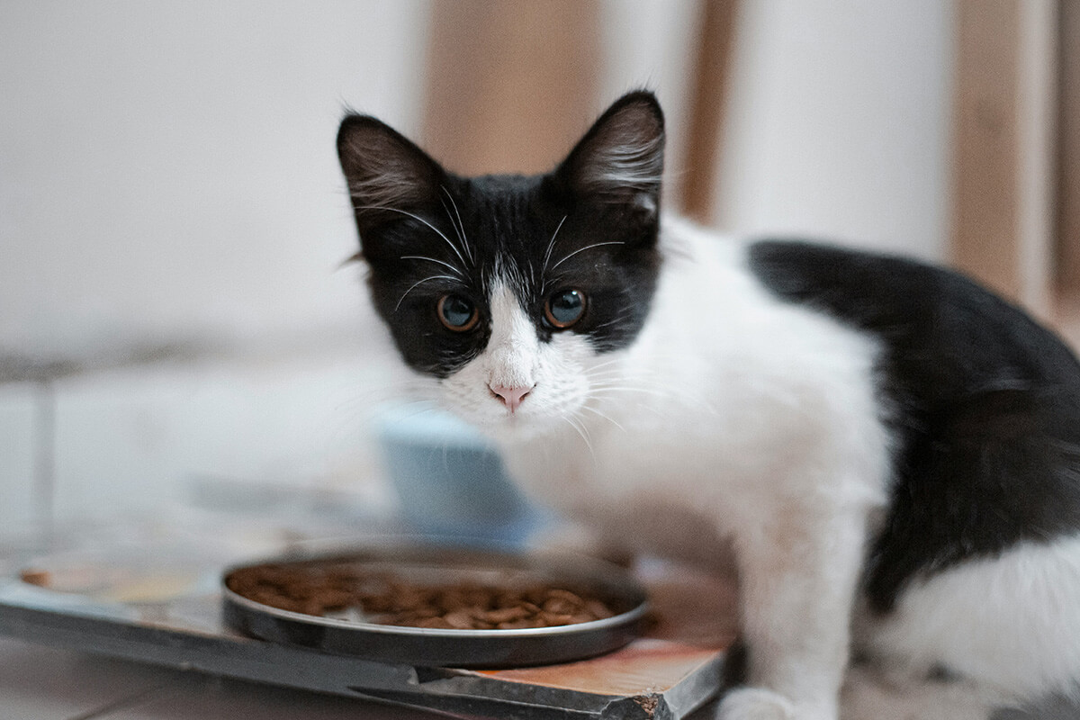 猫の健康診断まとめ