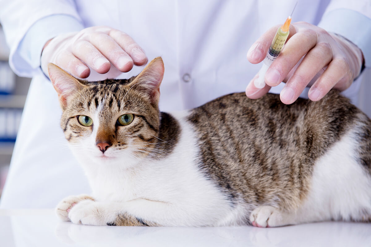 猫の尿石症の予防法
