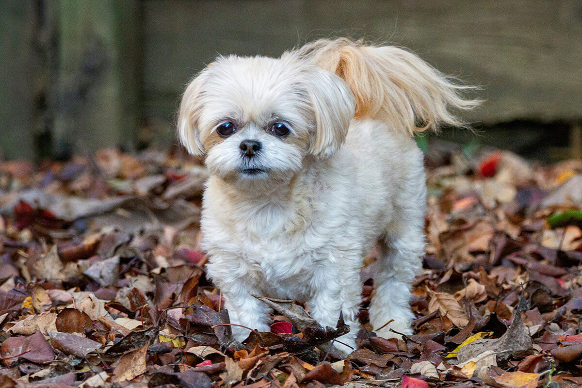 犬のアレルギーとは？原因は？