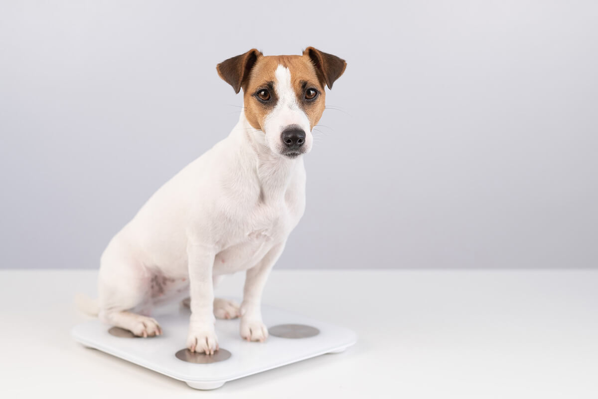 犬の体重管理の必要性