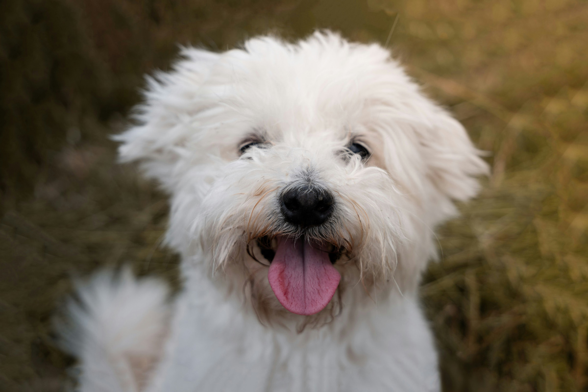 犬　咳