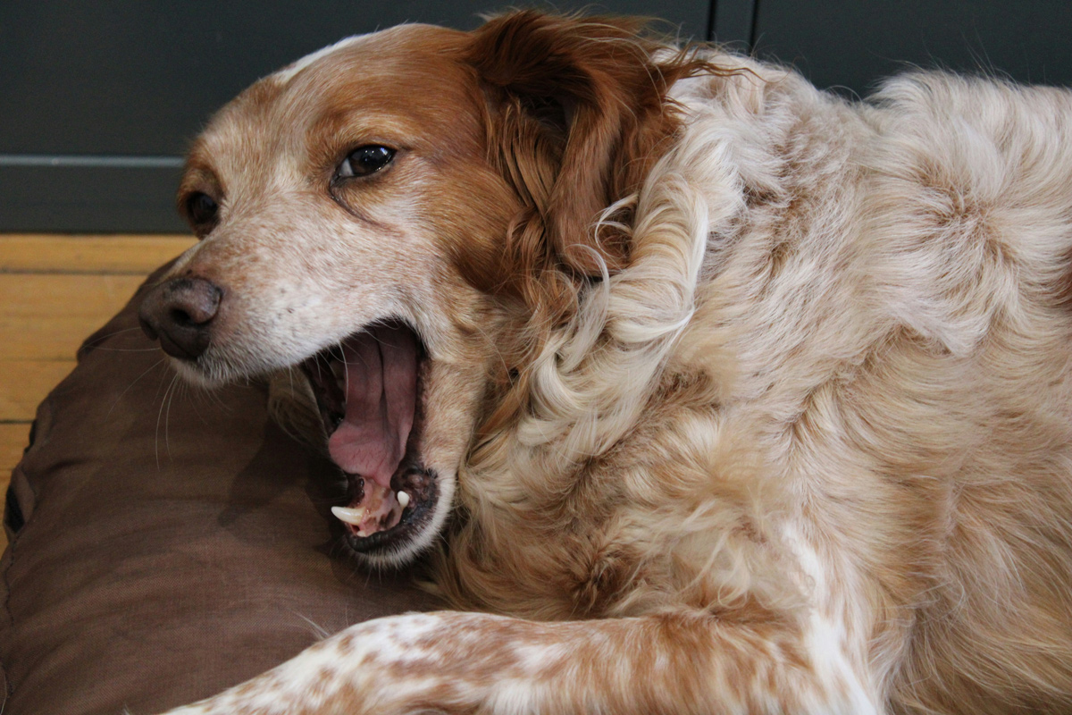 咳はなぜでるの?犬の咳の特徴は?