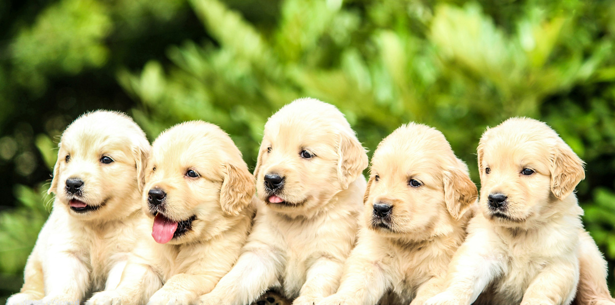 犬が咳をする原因
