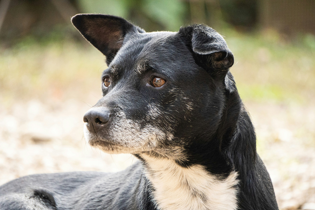 愛犬が認知症になってしまったら?