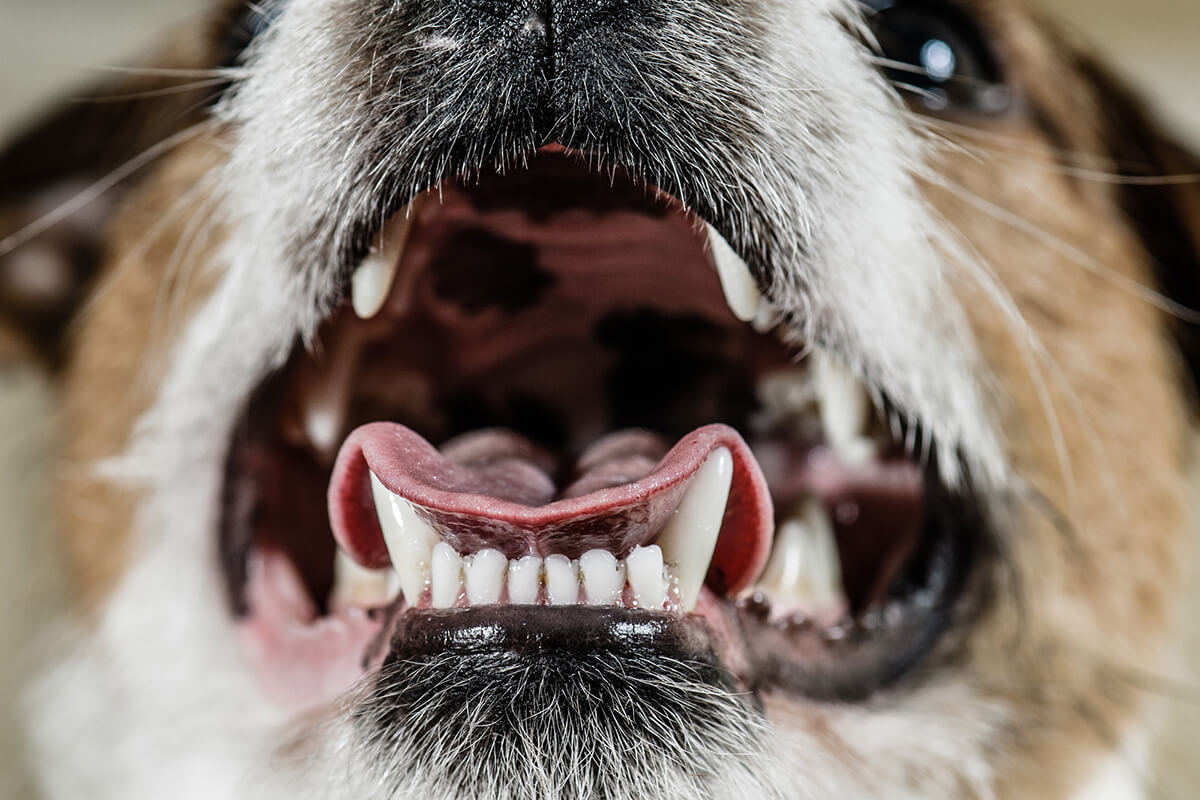 犬の歯の数