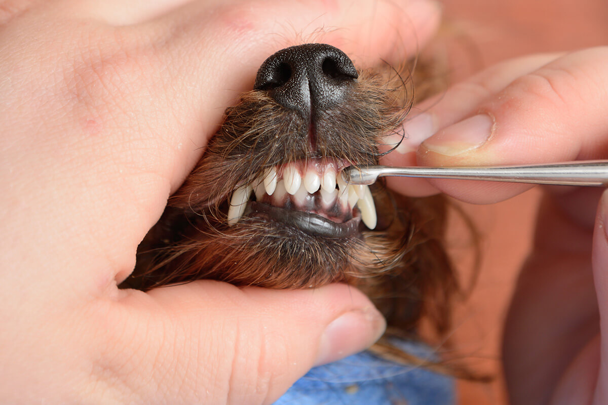犬は歯周病になりやすい