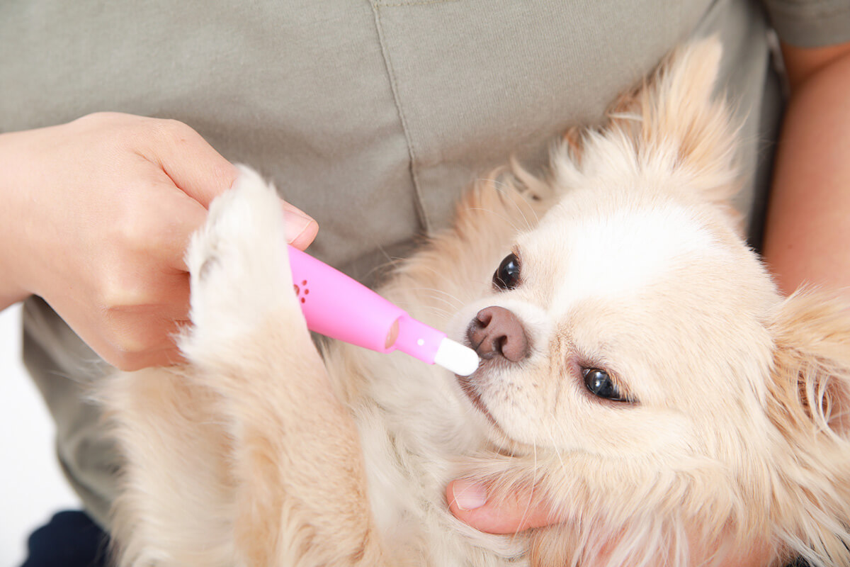 犬が歯磨きを嫌がるときの対処法