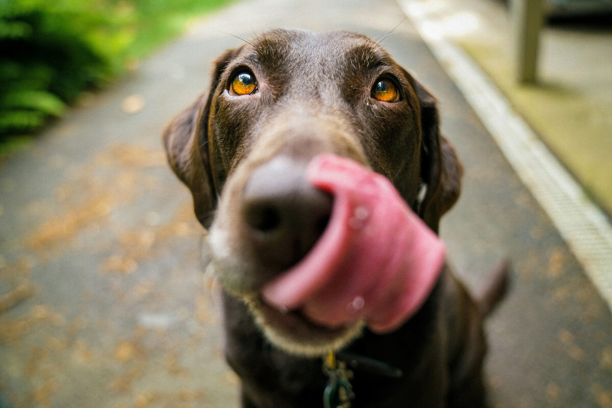 犬の下痢の主な原因7つ