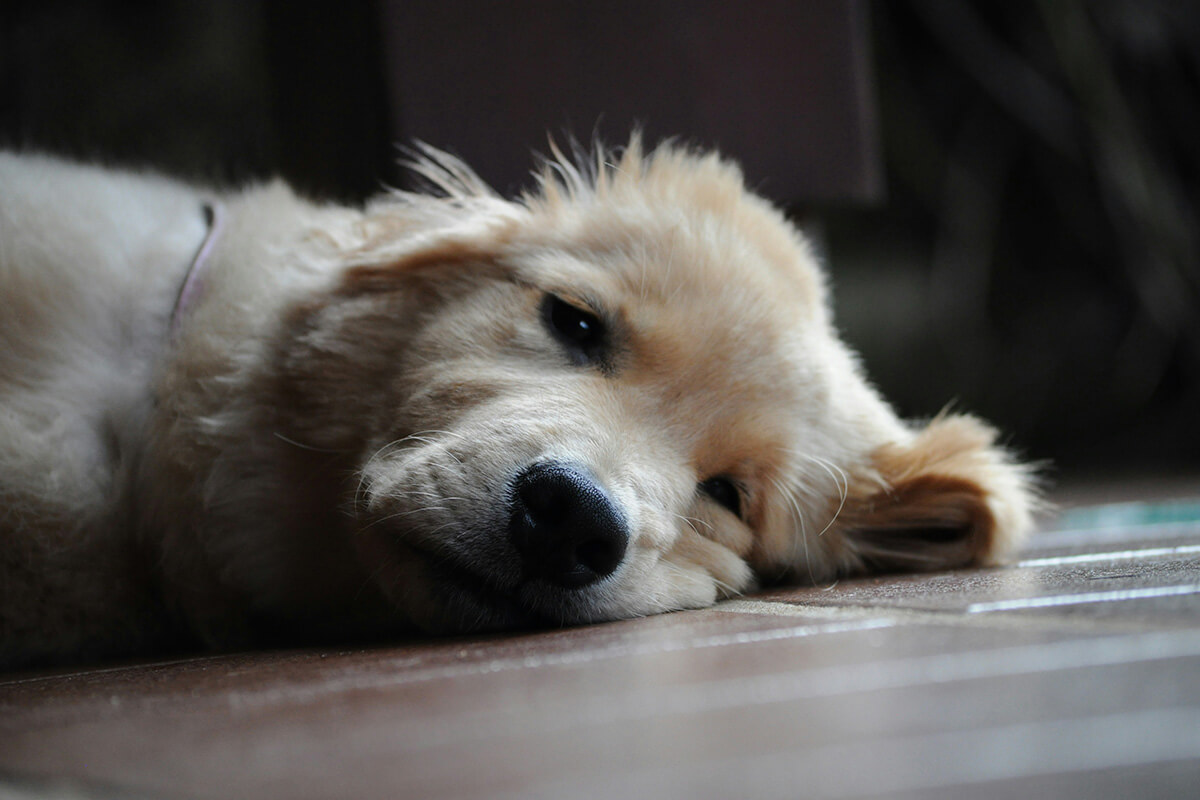 愛犬が下痢