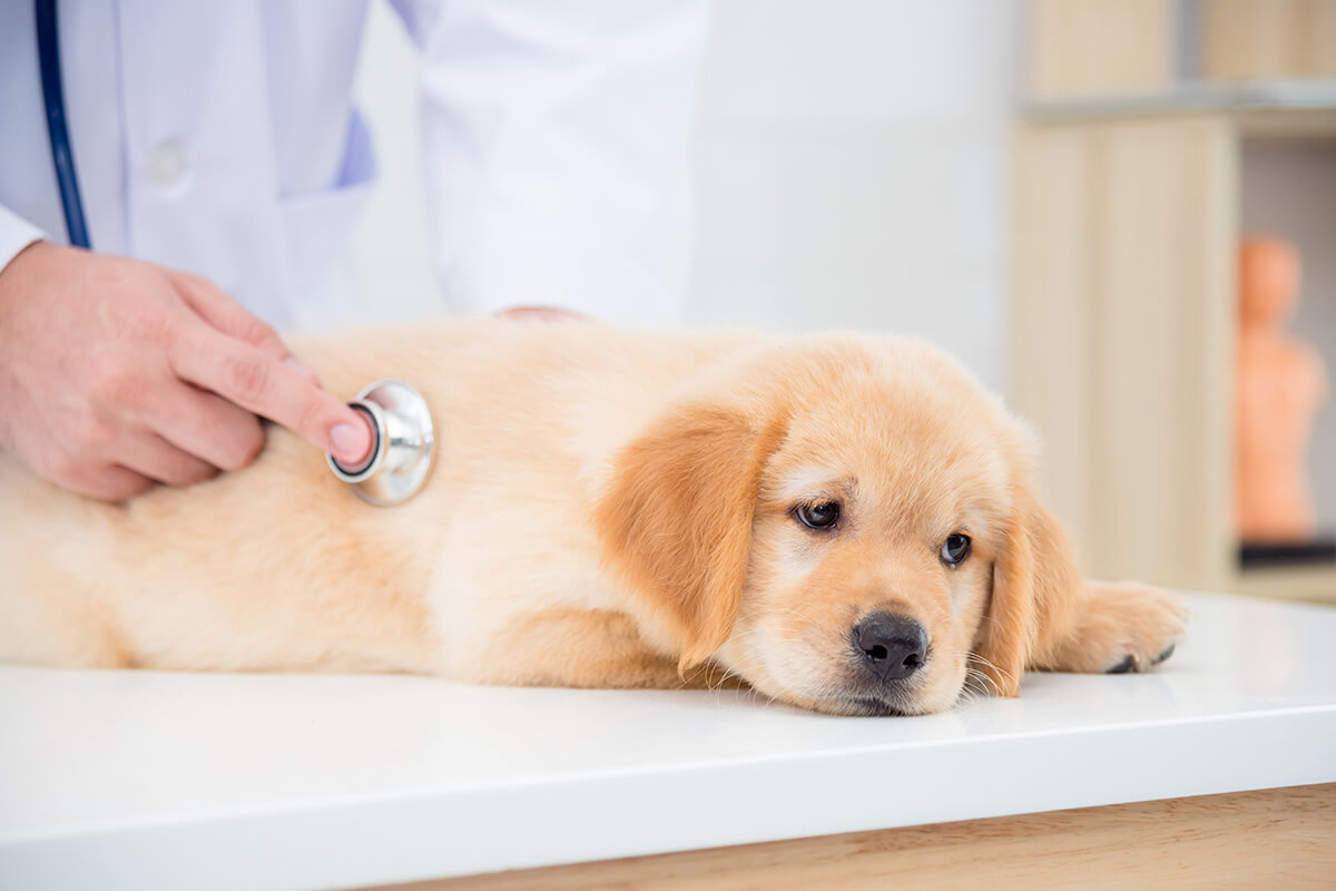 犬の健康管理の重要性