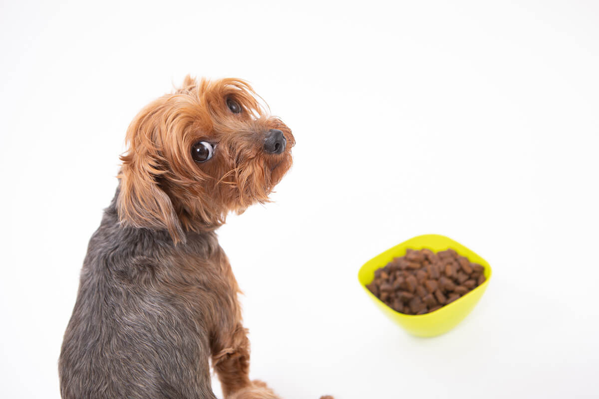 犬が療法食を食べてくれないときの対処法
