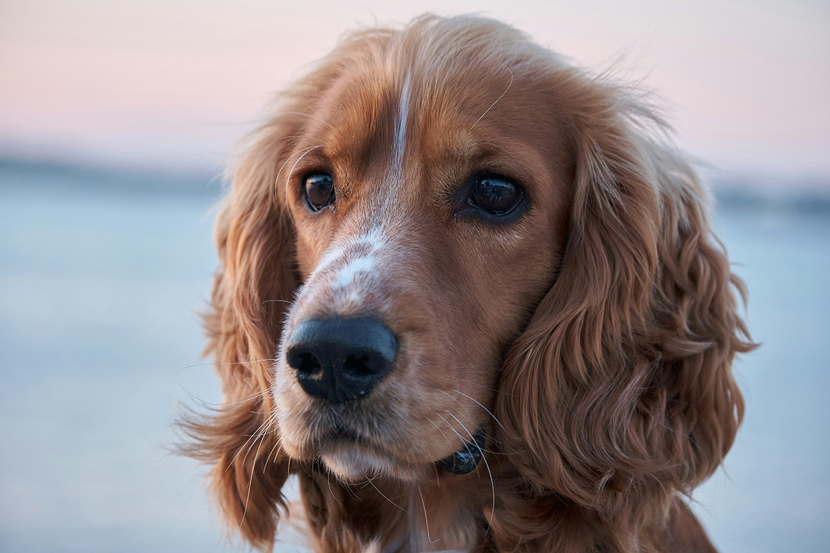 犬の外耳炎とは？症状は？