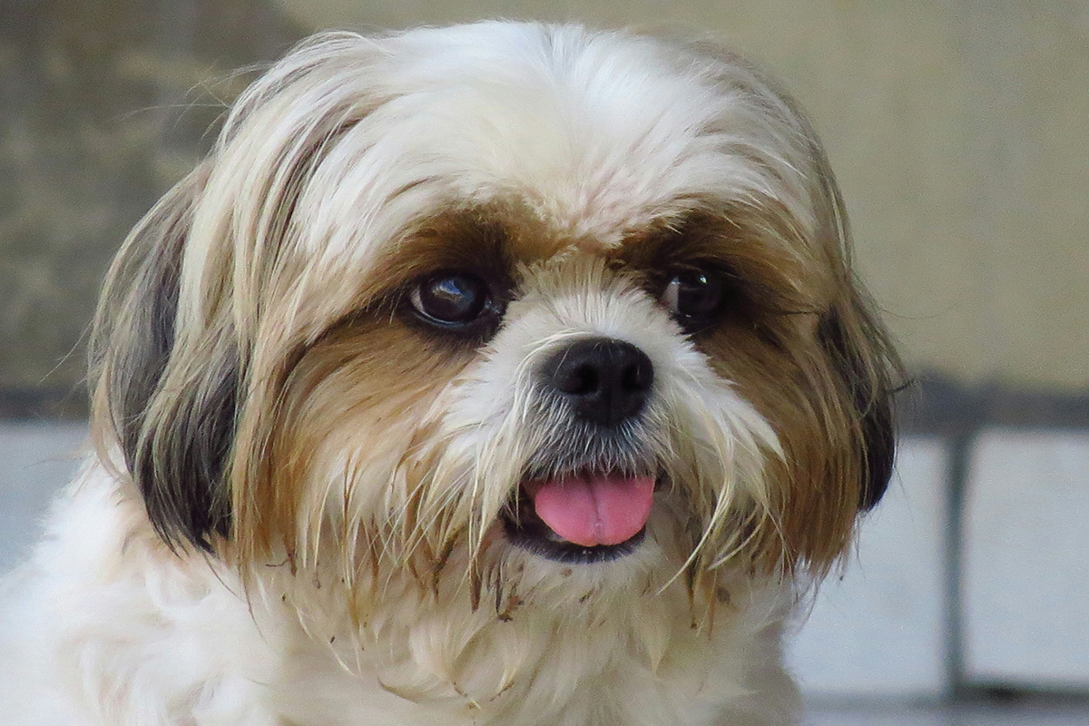 犬の外耳炎の原因や治療法