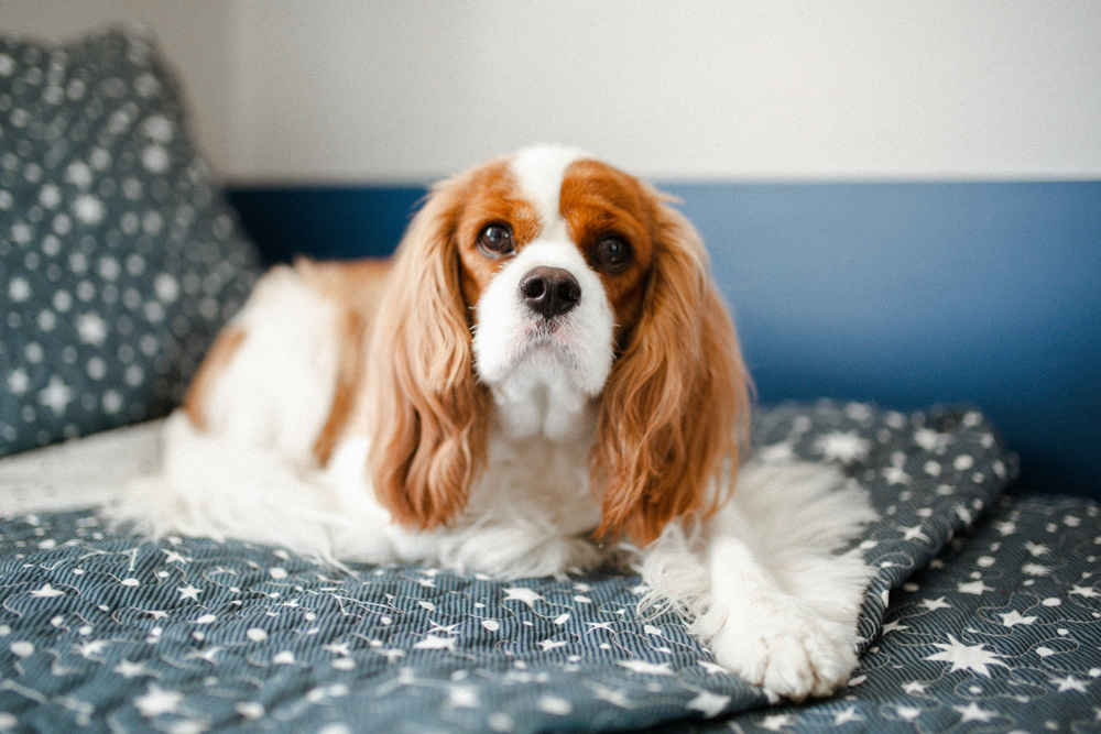 犬 心臓病
