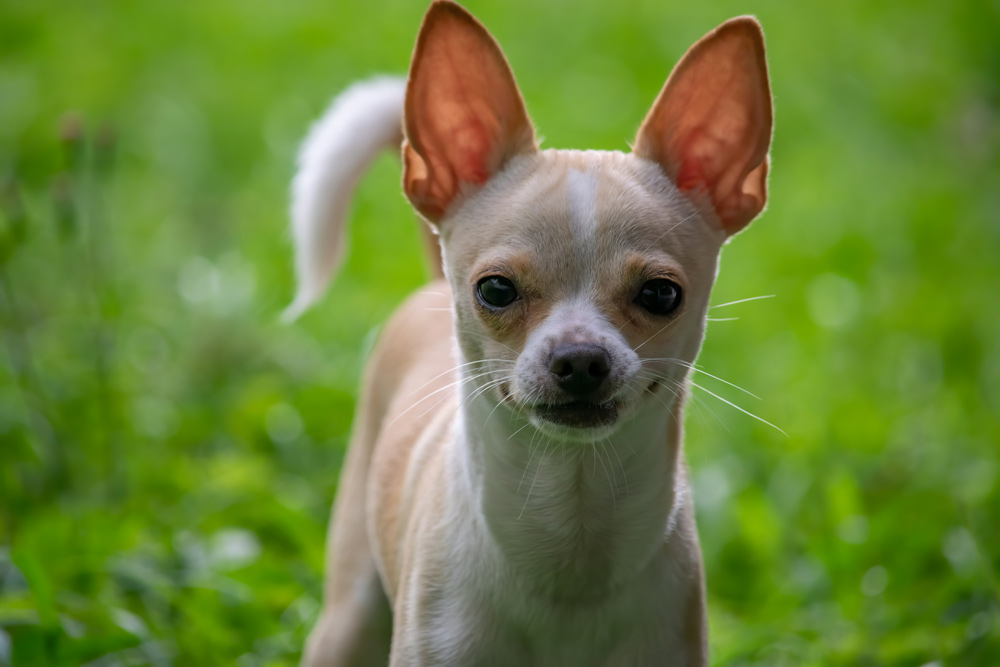 犬の心臓の働きとは？代表的な心臓病は？ 