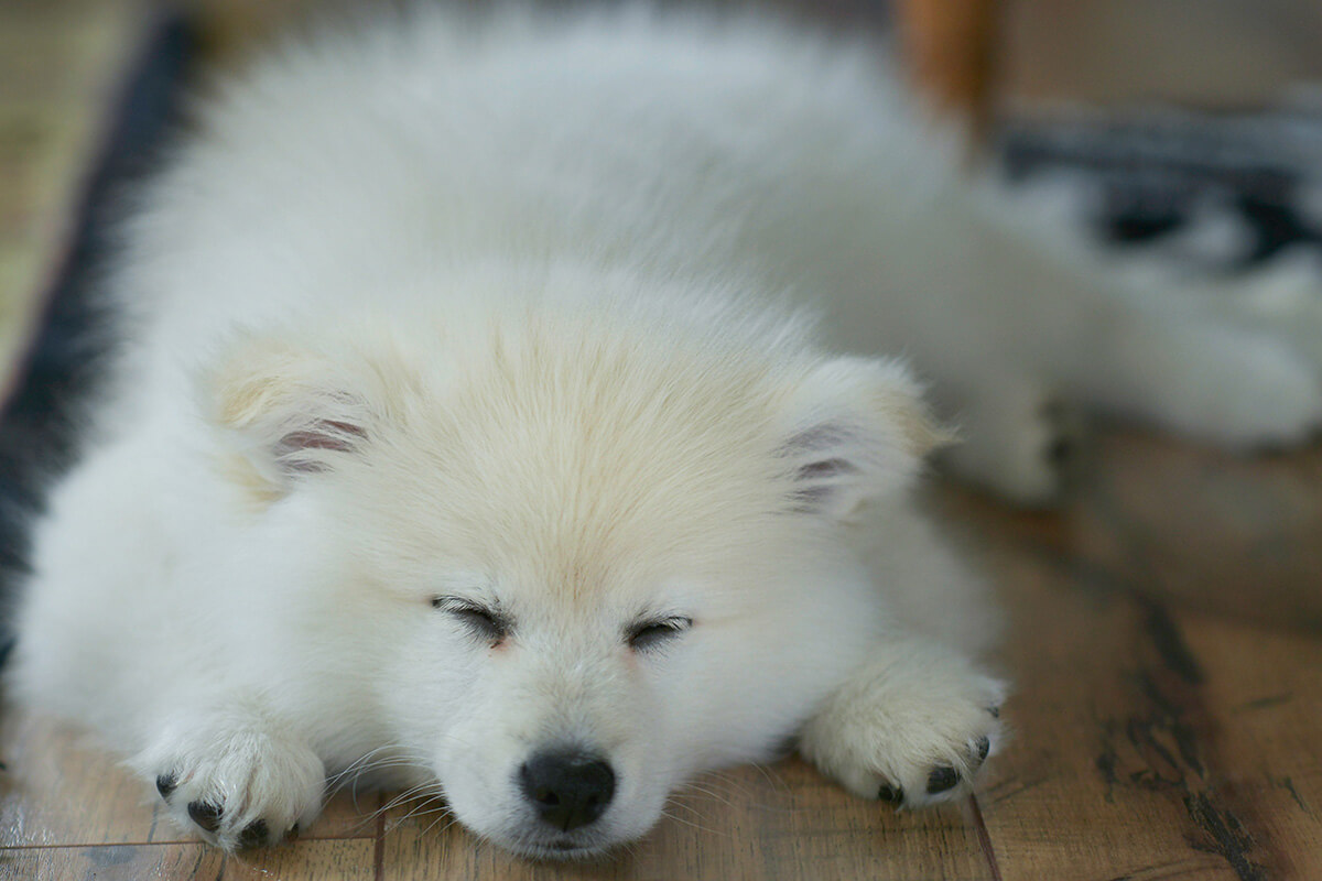 愛犬が熱中症になってしまったら？