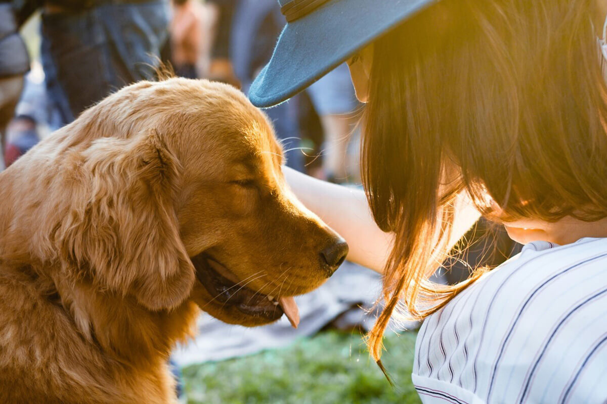 犬の熱中症についてのまとめ