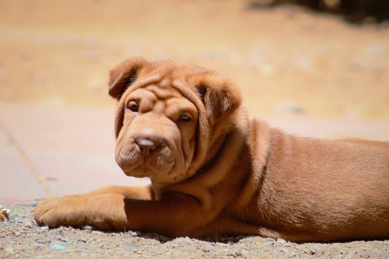 犬のIBDとは？原因や治療法は？