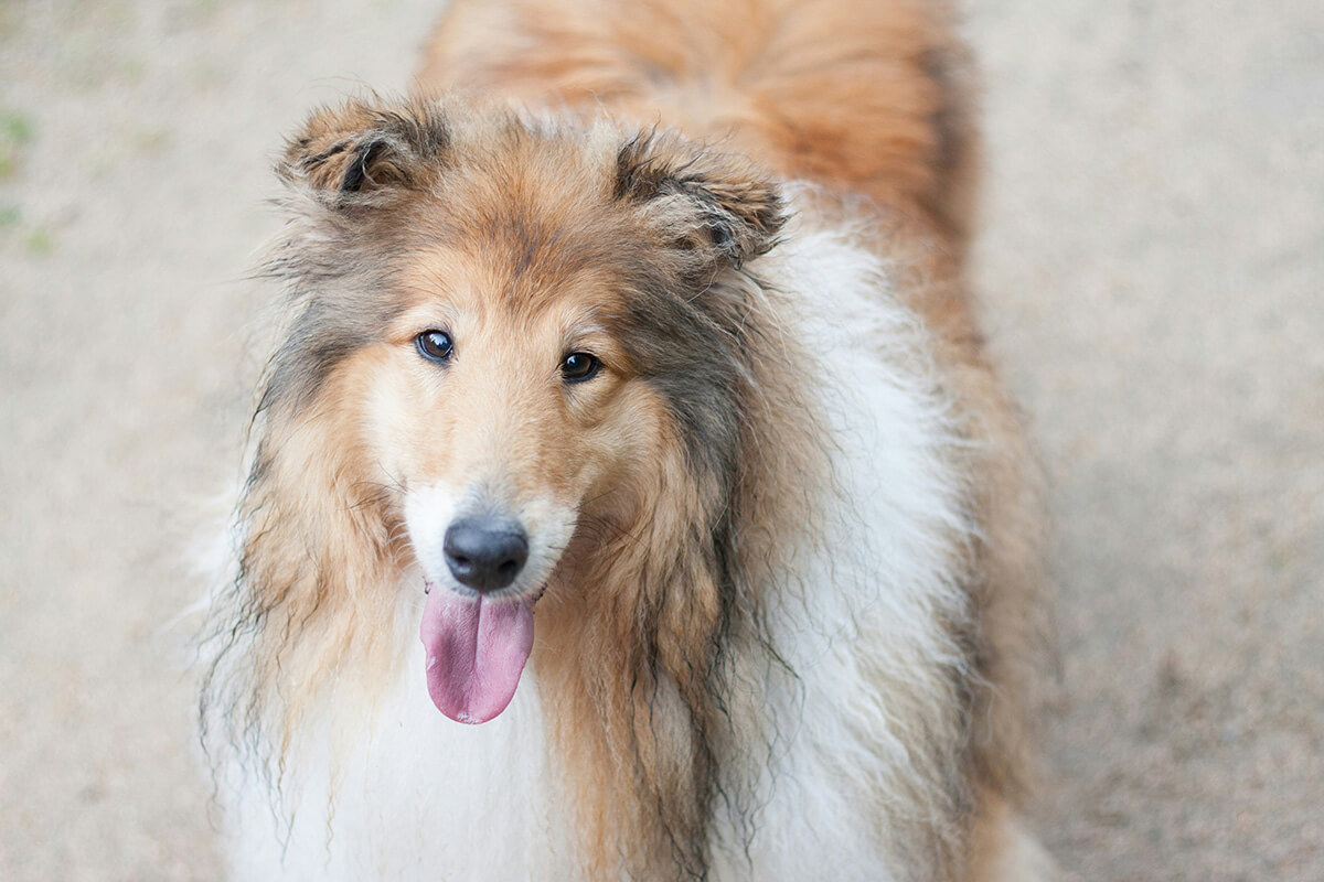 犬の膵炎の診断と治療