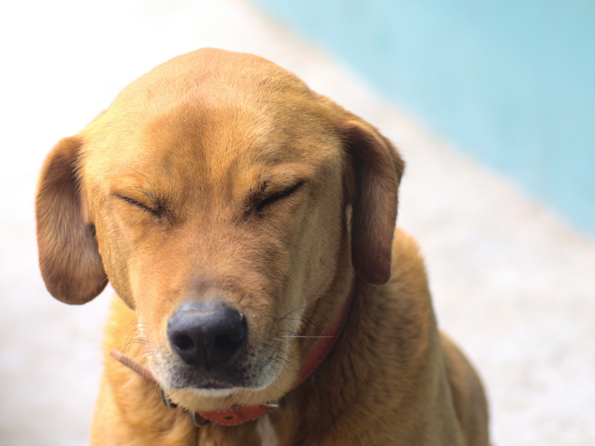 犬の逆くしゃみとは?くしゃみとは何が違うの?