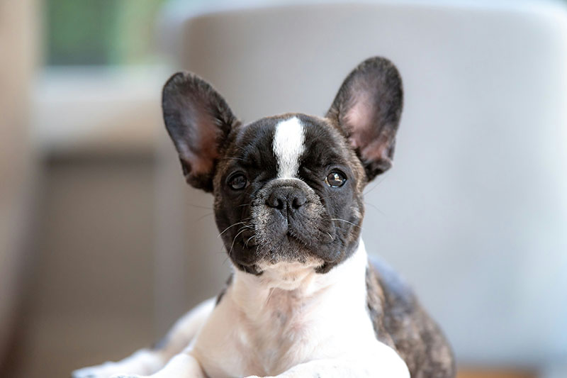 犬 水