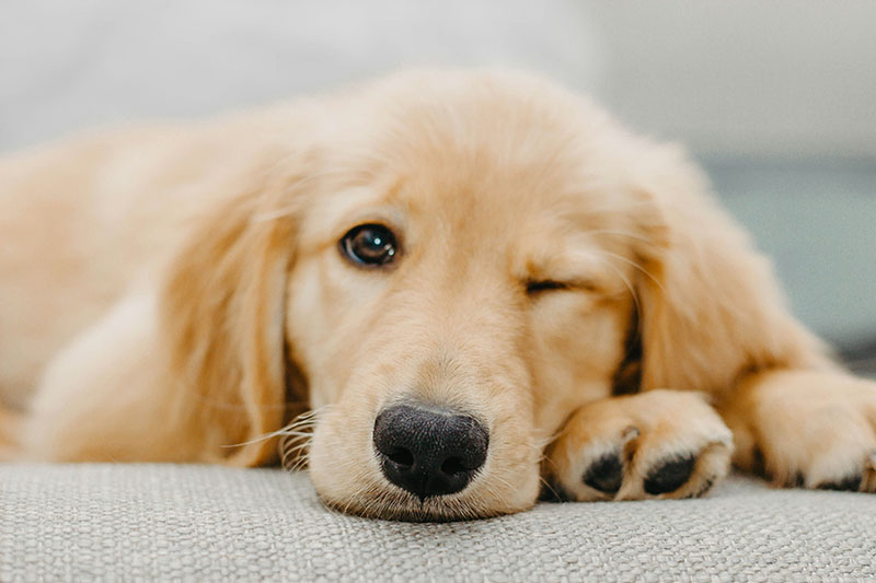 犬はそもそもどのくらい水を飲むの?