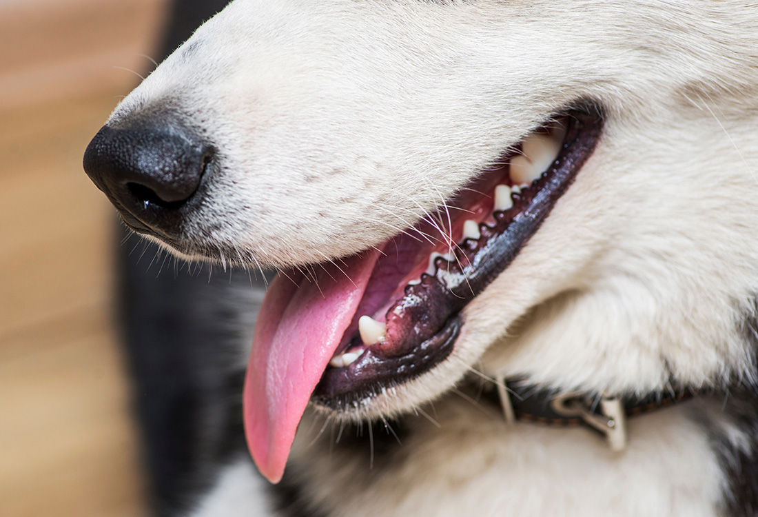犬の歯に関する基礎知識