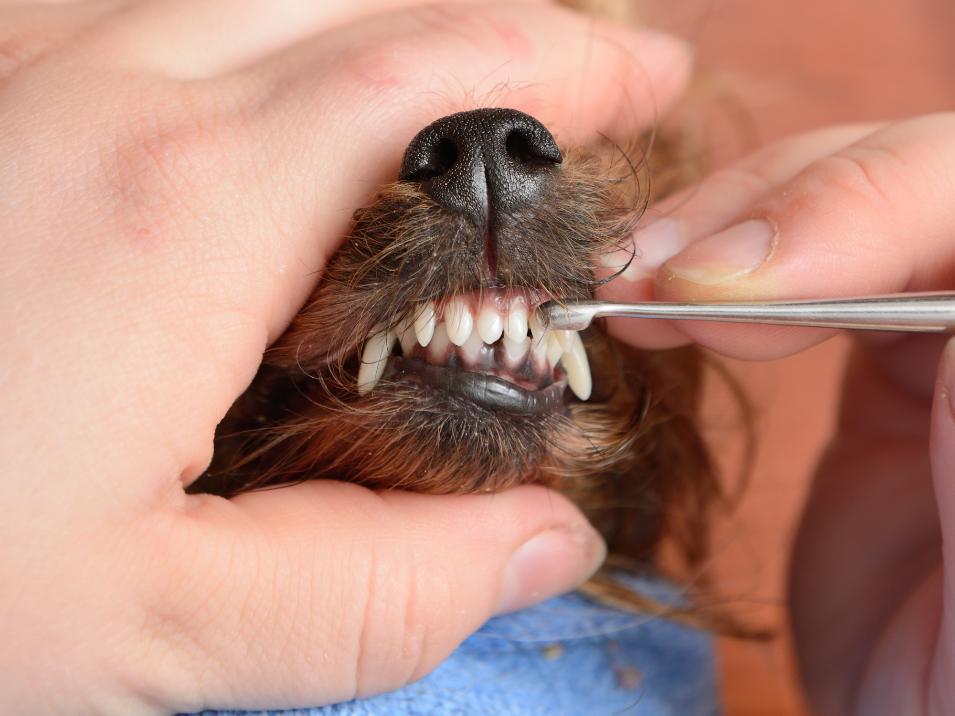 犬 歯周病